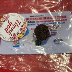 5 Mukhi Rudraksha