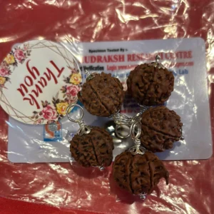 Ganesh mukhi Rudraksha