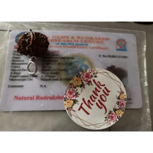 Garbh Gauri Rudraksha